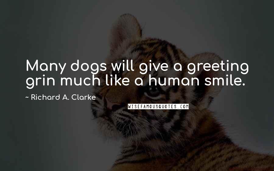 Richard A. Clarke Quotes: Many dogs will give a greeting grin much like a human smile.