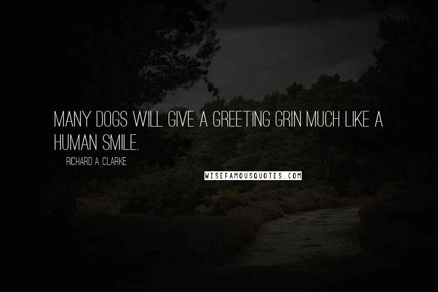 Richard A. Clarke Quotes: Many dogs will give a greeting grin much like a human smile.