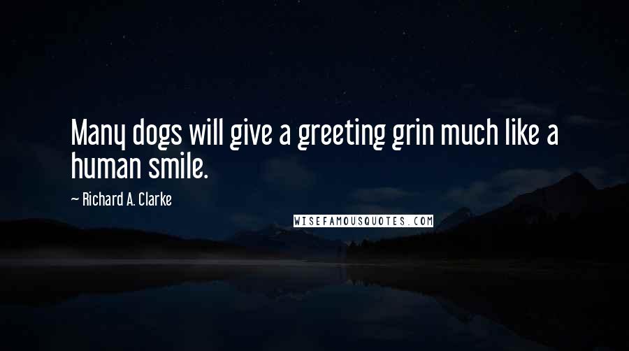 Richard A. Clarke Quotes: Many dogs will give a greeting grin much like a human smile.