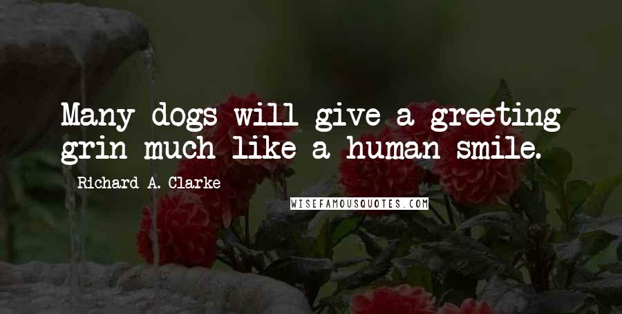 Richard A. Clarke Quotes: Many dogs will give a greeting grin much like a human smile.