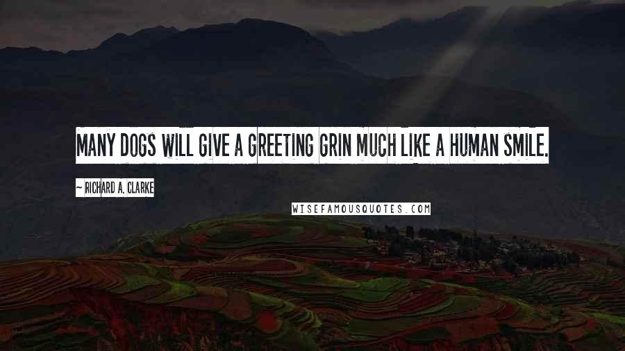 Richard A. Clarke Quotes: Many dogs will give a greeting grin much like a human smile.