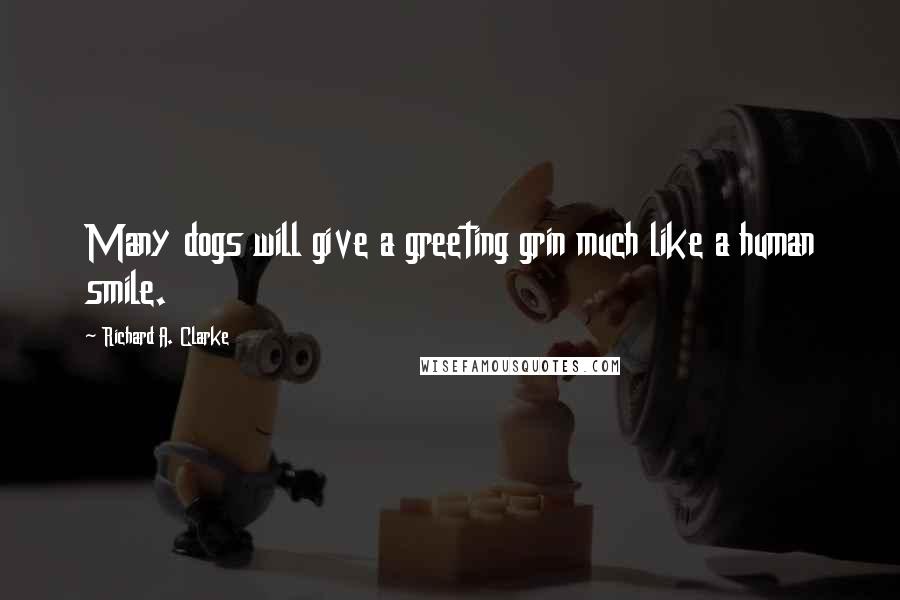 Richard A. Clarke Quotes: Many dogs will give a greeting grin much like a human smile.