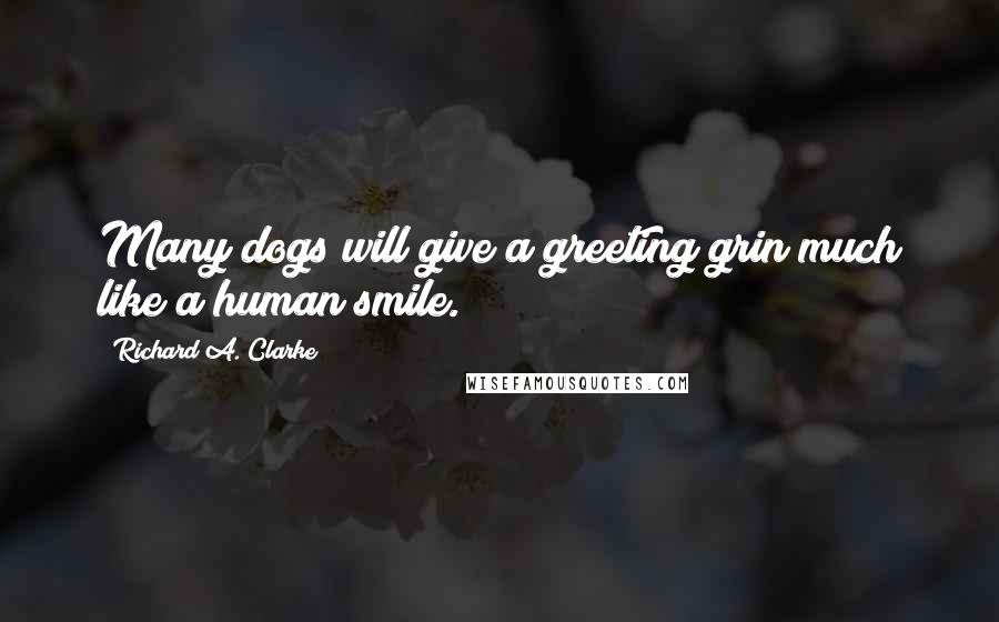 Richard A. Clarke Quotes: Many dogs will give a greeting grin much like a human smile.