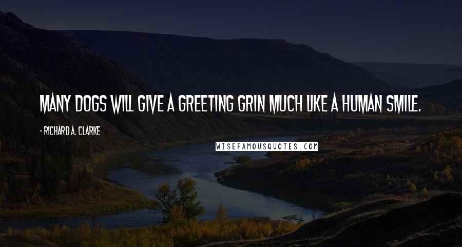 Richard A. Clarke Quotes: Many dogs will give a greeting grin much like a human smile.