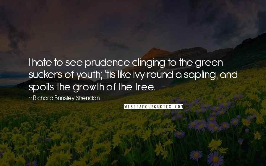 Richard Brinsley Sheridan Quotes: I hate to see prudence clinging to the green suckers of youth; 'tis like ivy round a sapling, and spoils the growth of the tree.