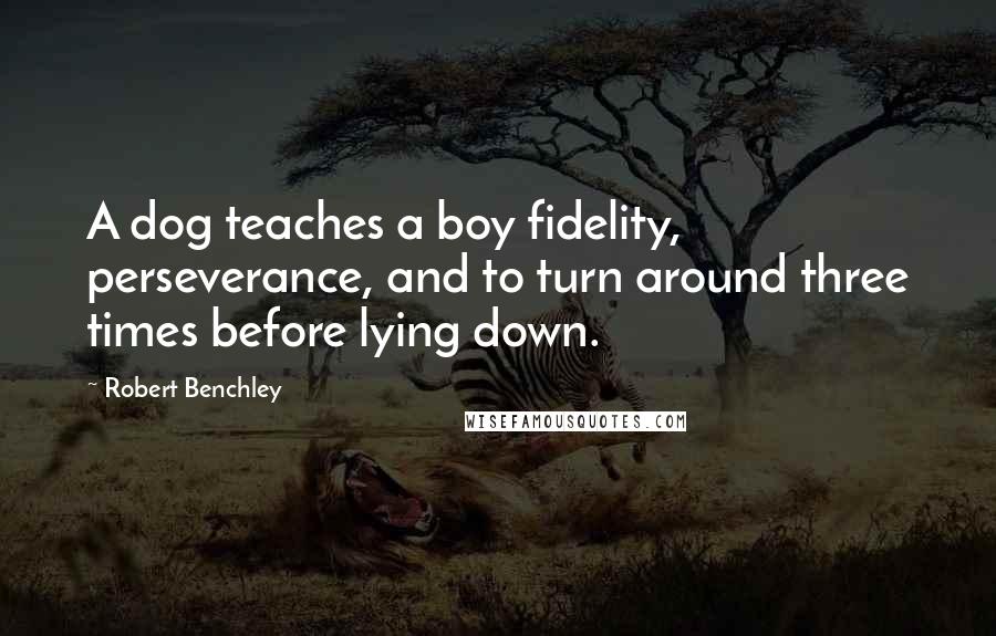 Robert Benchley Quotes: A dog teaches a boy fidelity, perseverance, and to turn around three times before lying down.