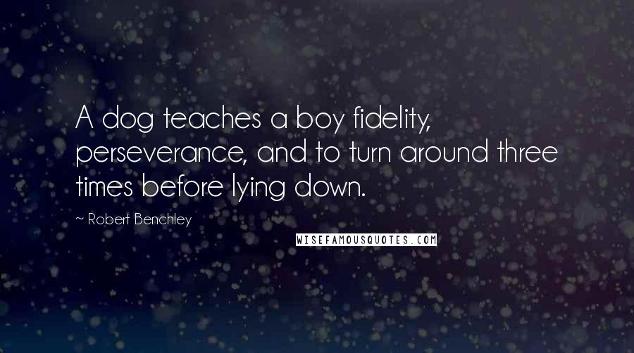 Robert Benchley Quotes: A dog teaches a boy fidelity, perseverance, and to turn around three times before lying down.