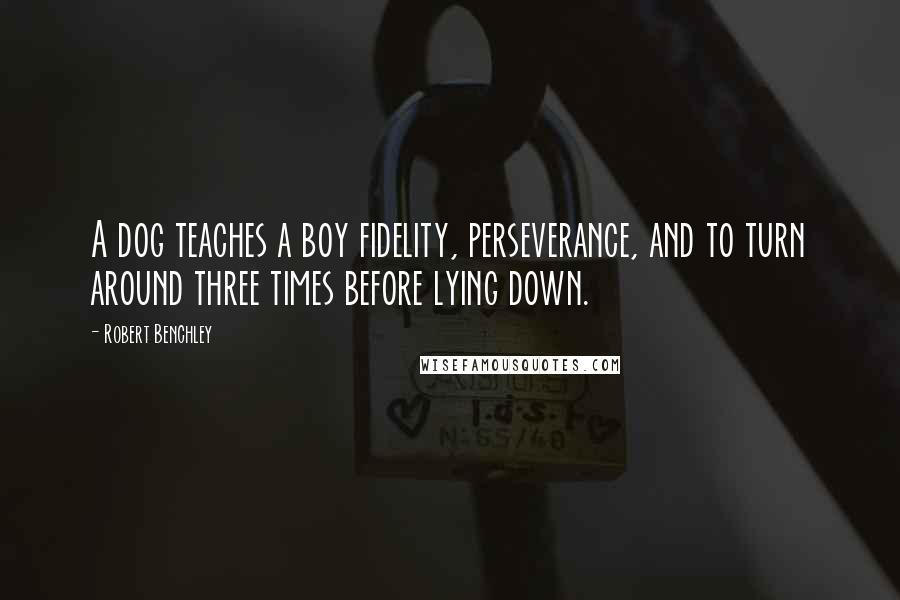 Robert Benchley Quotes: A dog teaches a boy fidelity, perseverance, and to turn around three times before lying down.