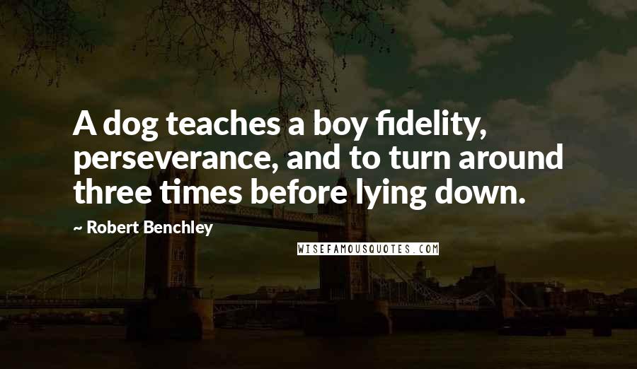 Robert Benchley Quotes: A dog teaches a boy fidelity, perseverance, and to turn around three times before lying down.