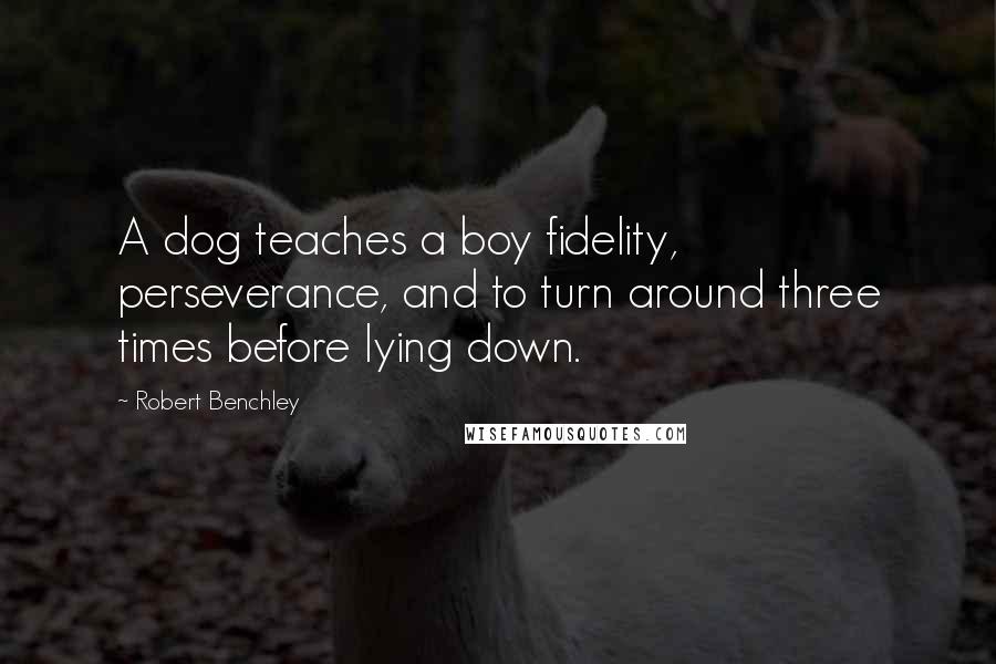 Robert Benchley Quotes: A dog teaches a boy fidelity, perseverance, and to turn around three times before lying down.