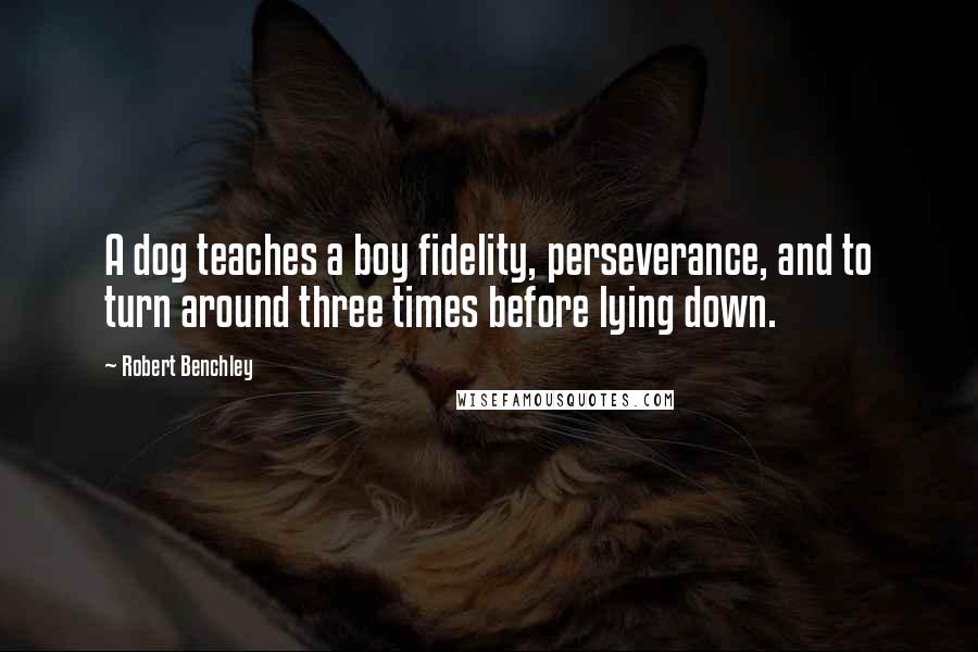 Robert Benchley Quotes: A dog teaches a boy fidelity, perseverance, and to turn around three times before lying down.