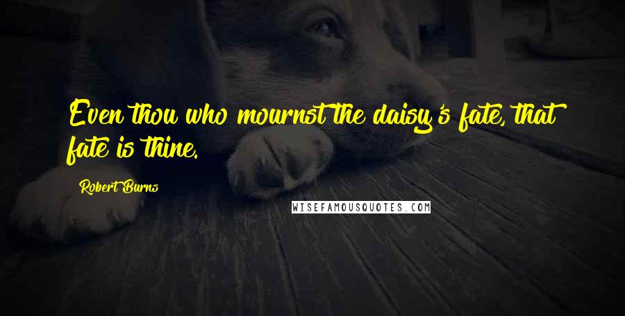 Robert Burns Quotes: Even thou who mournst the daisy's fate, that fate is thine.