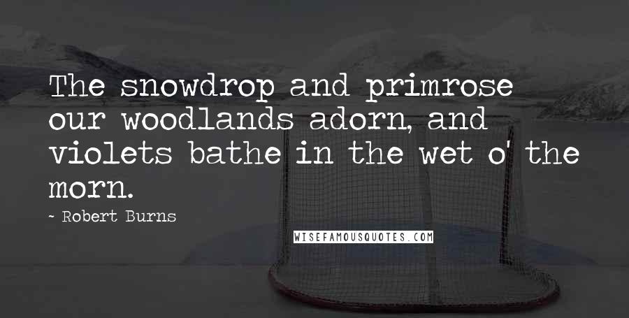 Robert Burns Quotes: The snowdrop and primrose our woodlands adorn, and violets bathe in the wet o' the morn.