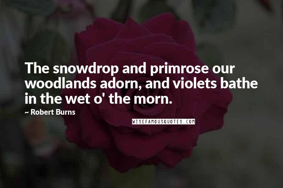 Robert Burns Quotes: The snowdrop and primrose our woodlands adorn, and violets bathe in the wet o' the morn.