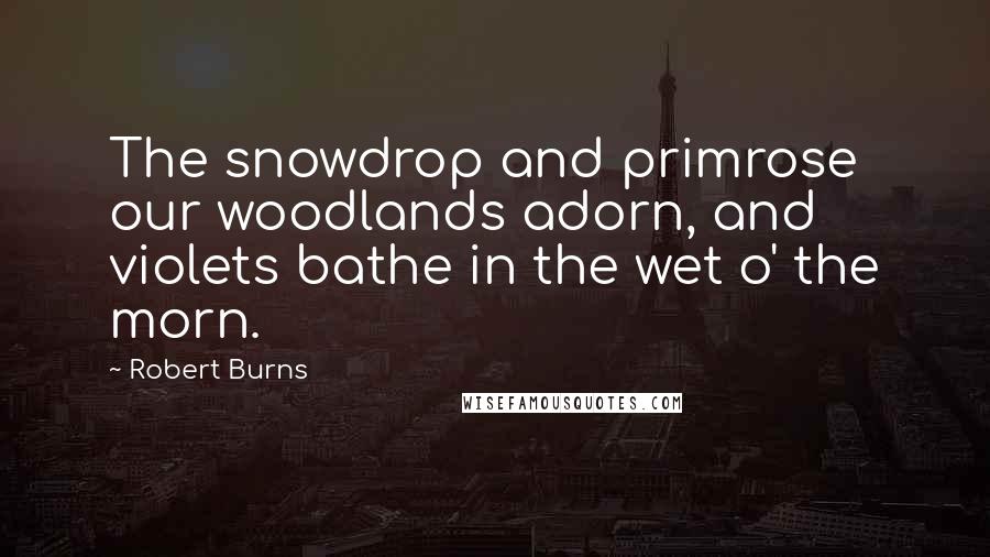 Robert Burns Quotes: The snowdrop and primrose our woodlands adorn, and violets bathe in the wet o' the morn.