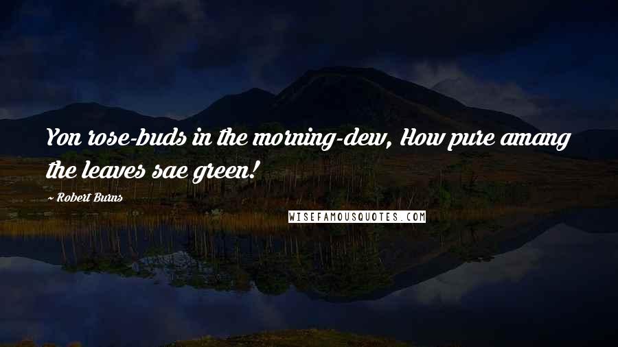 Robert Burns Quotes: Yon rose-buds in the morning-dew, How pure amang the leaves sae green!