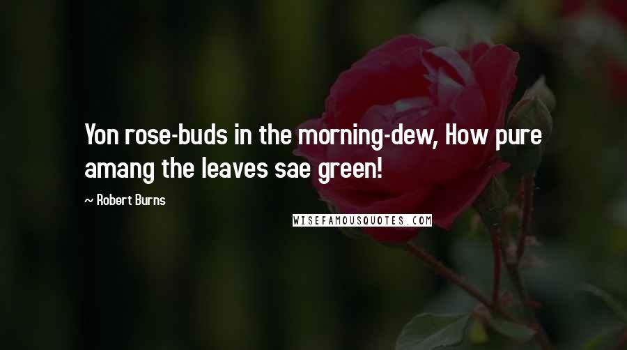 Robert Burns Quotes: Yon rose-buds in the morning-dew, How pure amang the leaves sae green!