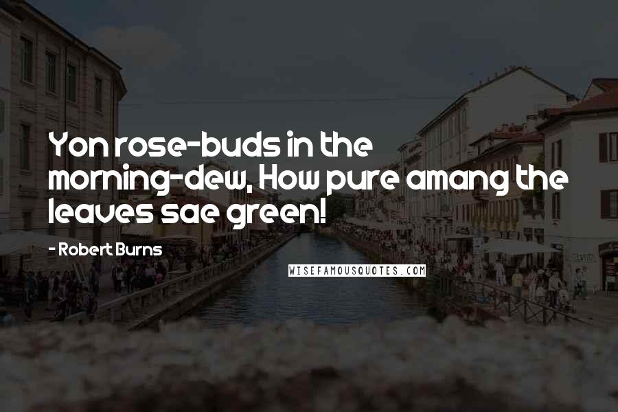 Robert Burns Quotes: Yon rose-buds in the morning-dew, How pure amang the leaves sae green!