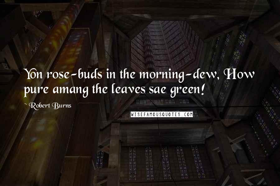 Robert Burns Quotes: Yon rose-buds in the morning-dew, How pure amang the leaves sae green!