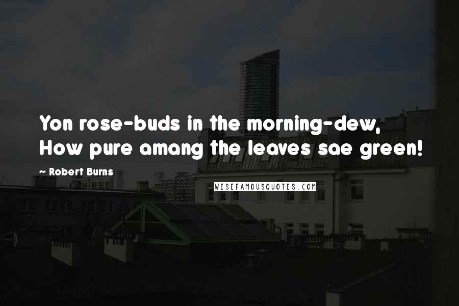 Robert Burns Quotes: Yon rose-buds in the morning-dew, How pure amang the leaves sae green!