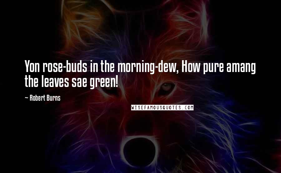 Robert Burns Quotes: Yon rose-buds in the morning-dew, How pure amang the leaves sae green!
