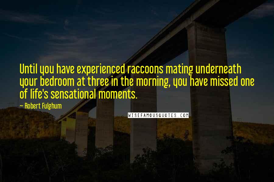 Robert Fulghum Quotes: Until you have experienced raccoons mating underneath your bedroom at three in the morning, you have missed one of life's sensational moments.