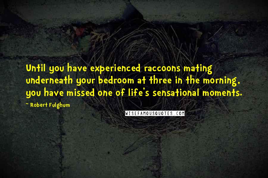 Robert Fulghum Quotes: Until you have experienced raccoons mating underneath your bedroom at three in the morning, you have missed one of life's sensational moments.