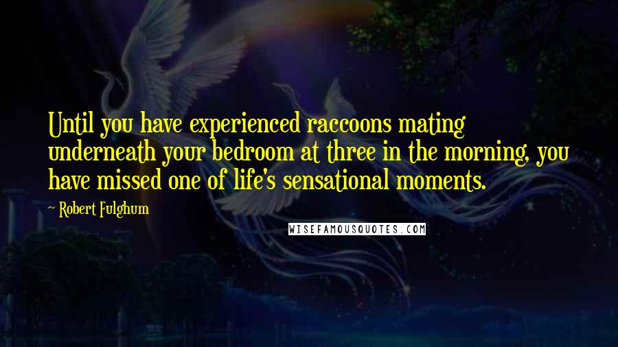 Robert Fulghum Quotes: Until you have experienced raccoons mating underneath your bedroom at three in the morning, you have missed one of life's sensational moments.