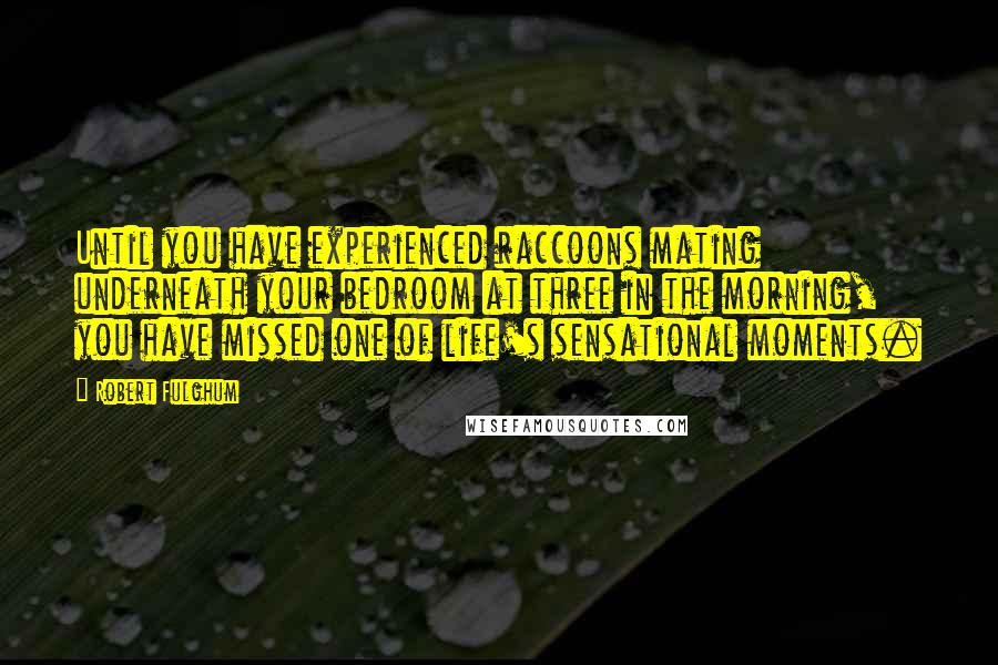 Robert Fulghum Quotes: Until you have experienced raccoons mating underneath your bedroom at three in the morning, you have missed one of life's sensational moments.