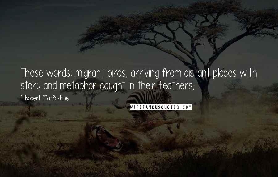 Robert Macfarlane Quotes: These words: migrant birds, arriving from distant places with story and metaphor caught in their feathers;
