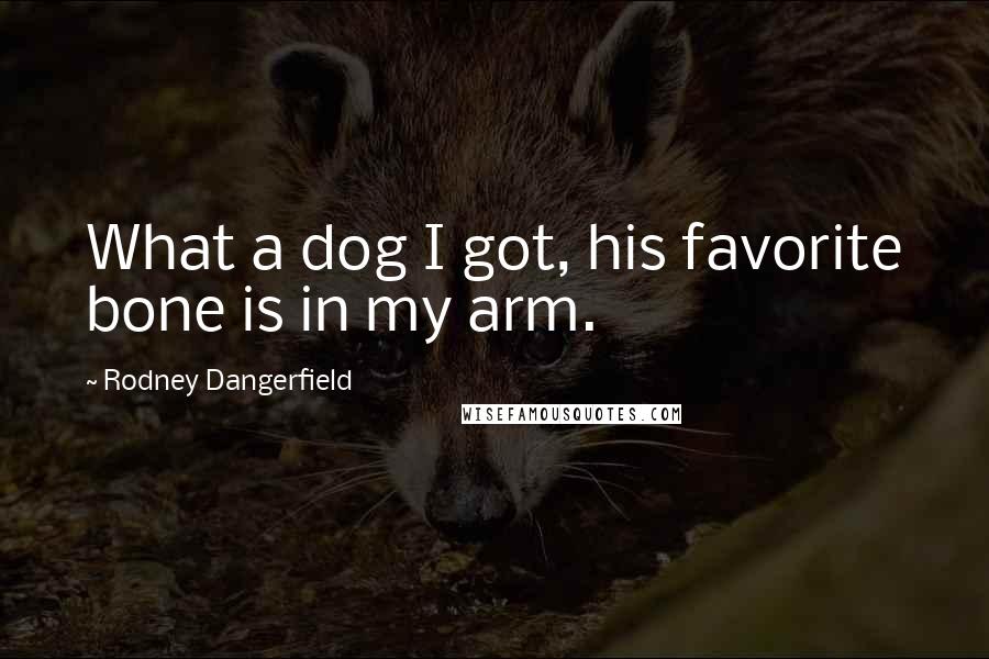Rodney Dangerfield Quotes: What a dog I got, his favorite bone is in my arm.