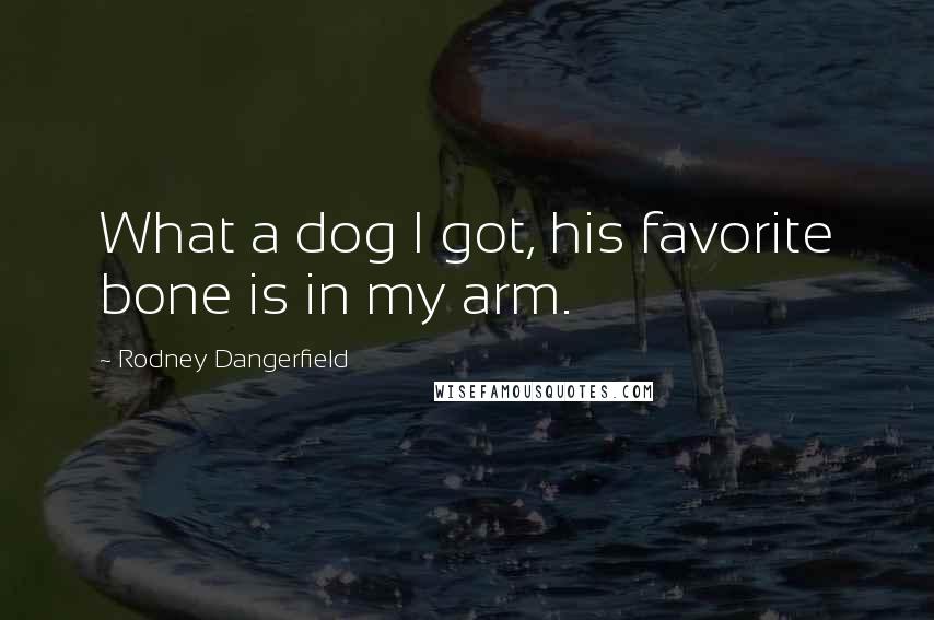 Rodney Dangerfield Quotes: What a dog I got, his favorite bone is in my arm.