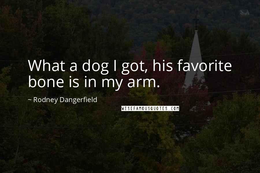 Rodney Dangerfield Quotes: What a dog I got, his favorite bone is in my arm.