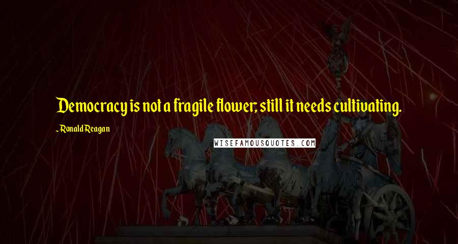 Ronald Reagan Quotes: Democracy is not a fragile flower; still it needs cultivating.