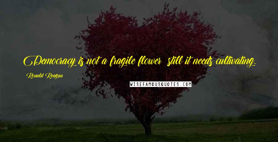 Ronald Reagan Quotes: Democracy is not a fragile flower; still it needs cultivating.