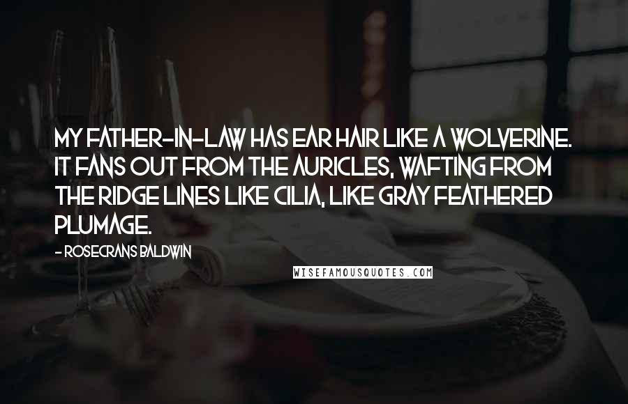 Rosecrans Baldwin Quotes: My father-in-law has ear hair like a wolverine. It fans out from the auricles, wafting from the ridge lines like cilia, like gray feathered plumage.