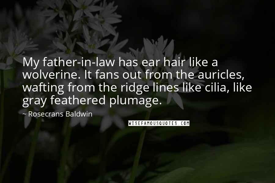 Rosecrans Baldwin Quotes: My father-in-law has ear hair like a wolverine. It fans out from the auricles, wafting from the ridge lines like cilia, like gray feathered plumage.