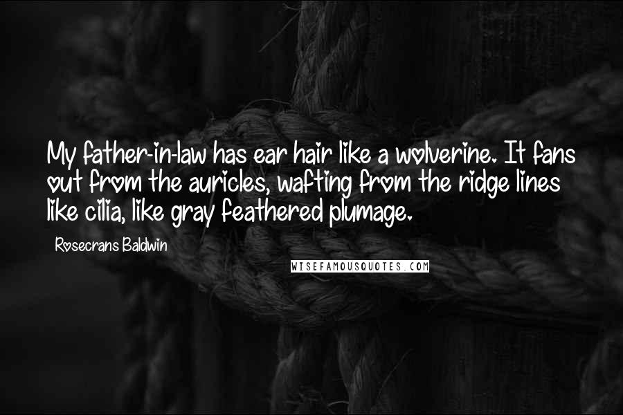 Rosecrans Baldwin Quotes: My father-in-law has ear hair like a wolverine. It fans out from the auricles, wafting from the ridge lines like cilia, like gray feathered plumage.