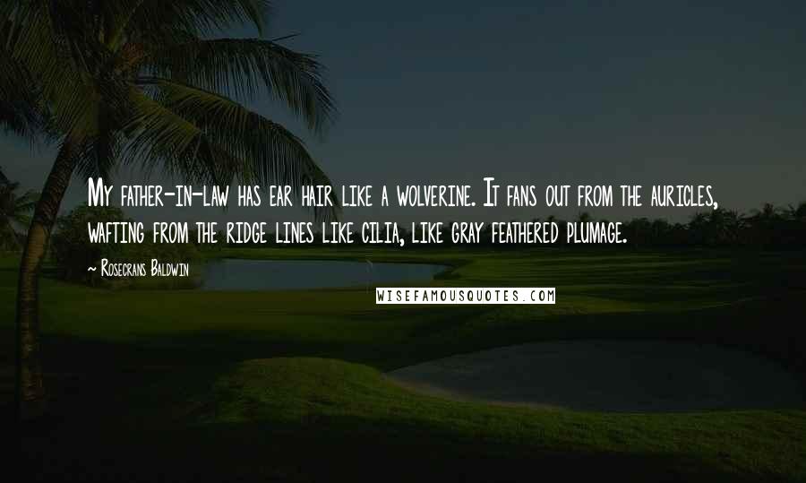 Rosecrans Baldwin Quotes: My father-in-law has ear hair like a wolverine. It fans out from the auricles, wafting from the ridge lines like cilia, like gray feathered plumage.