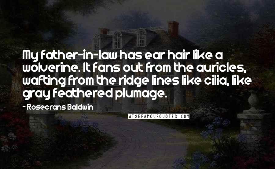 Rosecrans Baldwin Quotes: My father-in-law has ear hair like a wolverine. It fans out from the auricles, wafting from the ridge lines like cilia, like gray feathered plumage.