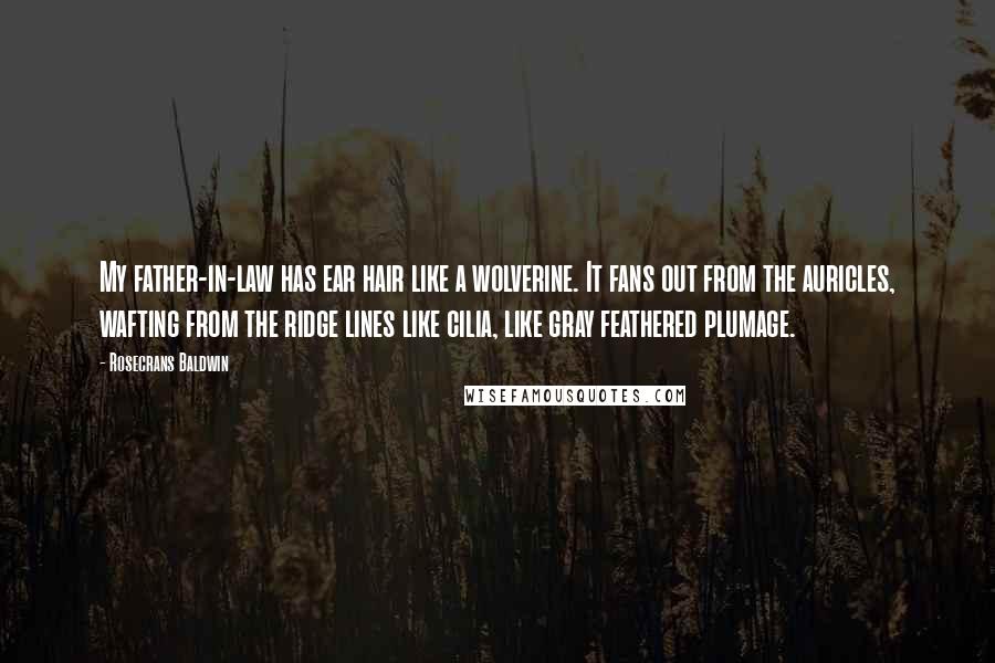 Rosecrans Baldwin Quotes: My father-in-law has ear hair like a wolverine. It fans out from the auricles, wafting from the ridge lines like cilia, like gray feathered plumage.