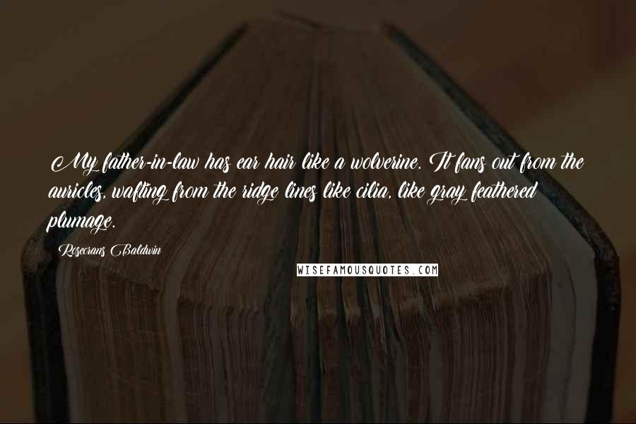 Rosecrans Baldwin Quotes: My father-in-law has ear hair like a wolverine. It fans out from the auricles, wafting from the ridge lines like cilia, like gray feathered plumage.