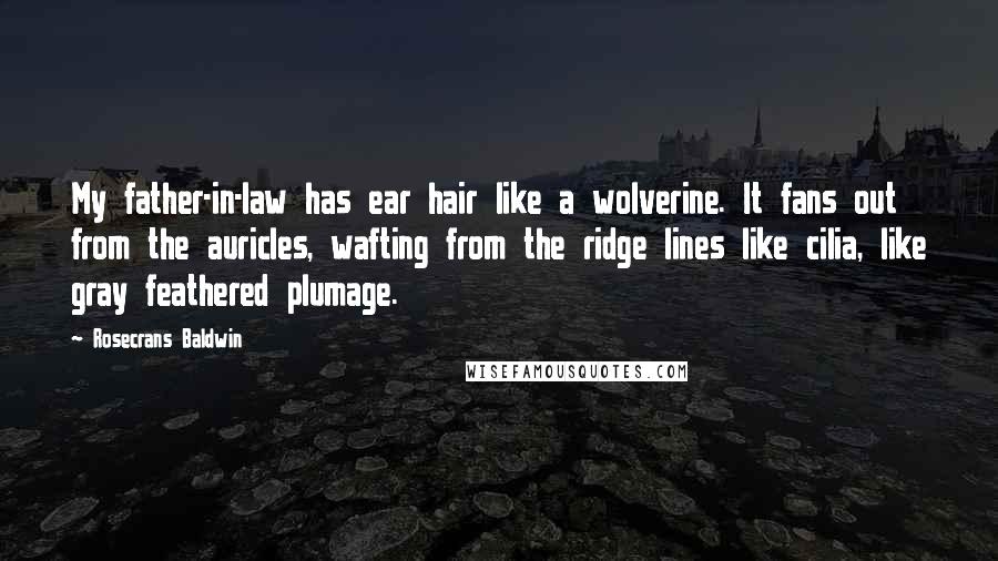 Rosecrans Baldwin Quotes: My father-in-law has ear hair like a wolverine. It fans out from the auricles, wafting from the ridge lines like cilia, like gray feathered plumage.