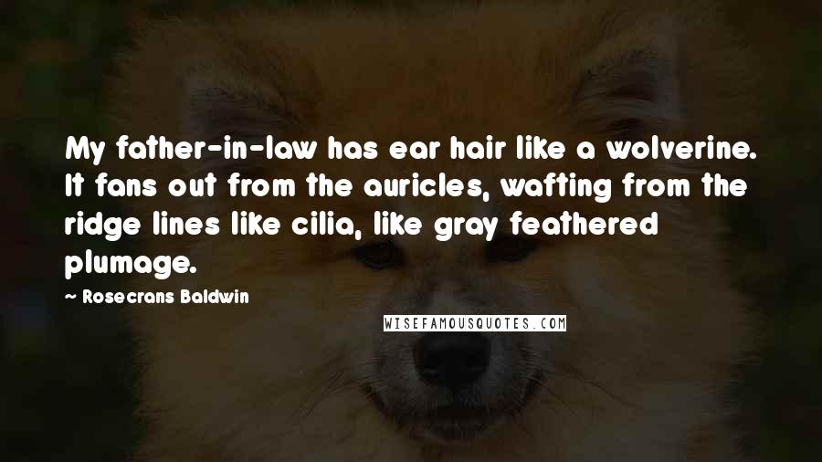 Rosecrans Baldwin Quotes: My father-in-law has ear hair like a wolverine. It fans out from the auricles, wafting from the ridge lines like cilia, like gray feathered plumage.