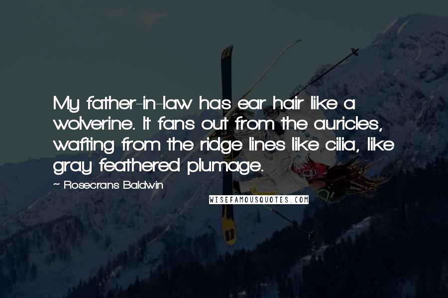 Rosecrans Baldwin Quotes: My father-in-law has ear hair like a wolverine. It fans out from the auricles, wafting from the ridge lines like cilia, like gray feathered plumage.