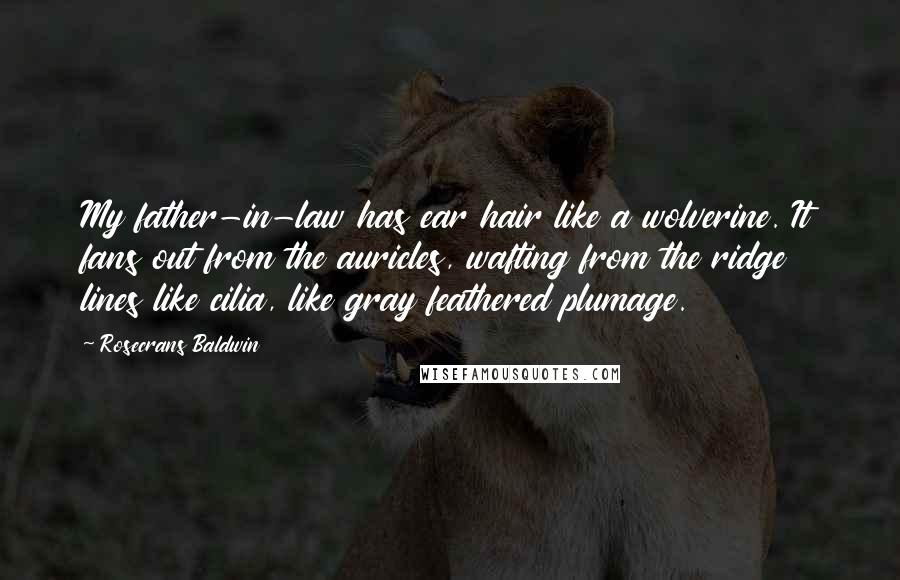 Rosecrans Baldwin Quotes: My father-in-law has ear hair like a wolverine. It fans out from the auricles, wafting from the ridge lines like cilia, like gray feathered plumage.