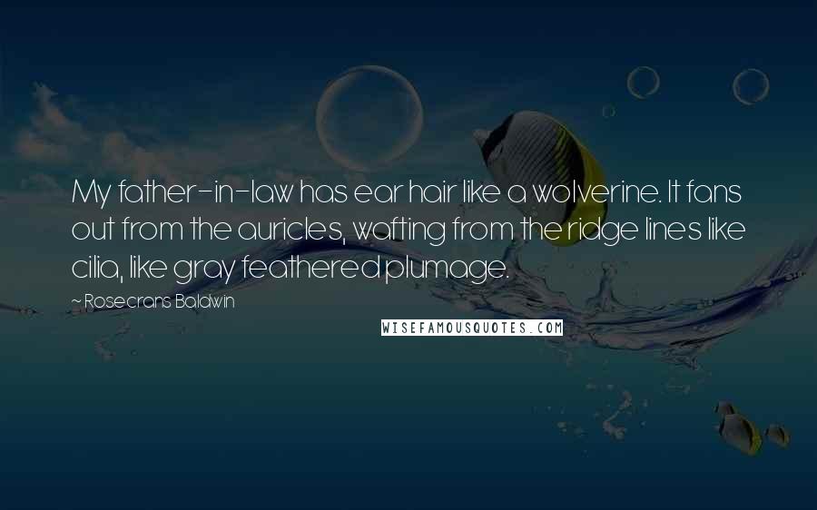 Rosecrans Baldwin Quotes: My father-in-law has ear hair like a wolverine. It fans out from the auricles, wafting from the ridge lines like cilia, like gray feathered plumage.