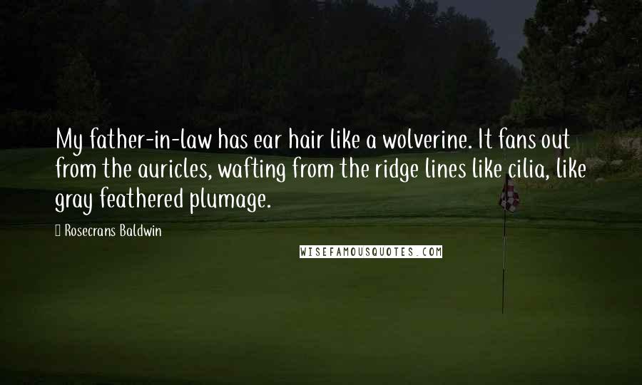 Rosecrans Baldwin Quotes: My father-in-law has ear hair like a wolverine. It fans out from the auricles, wafting from the ridge lines like cilia, like gray feathered plumage.