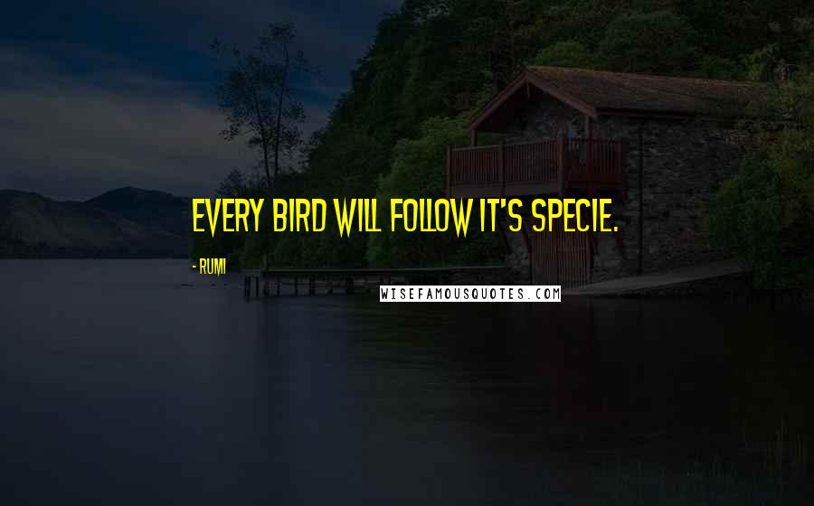 Rumi Quotes: Every bird will follow it's specie.