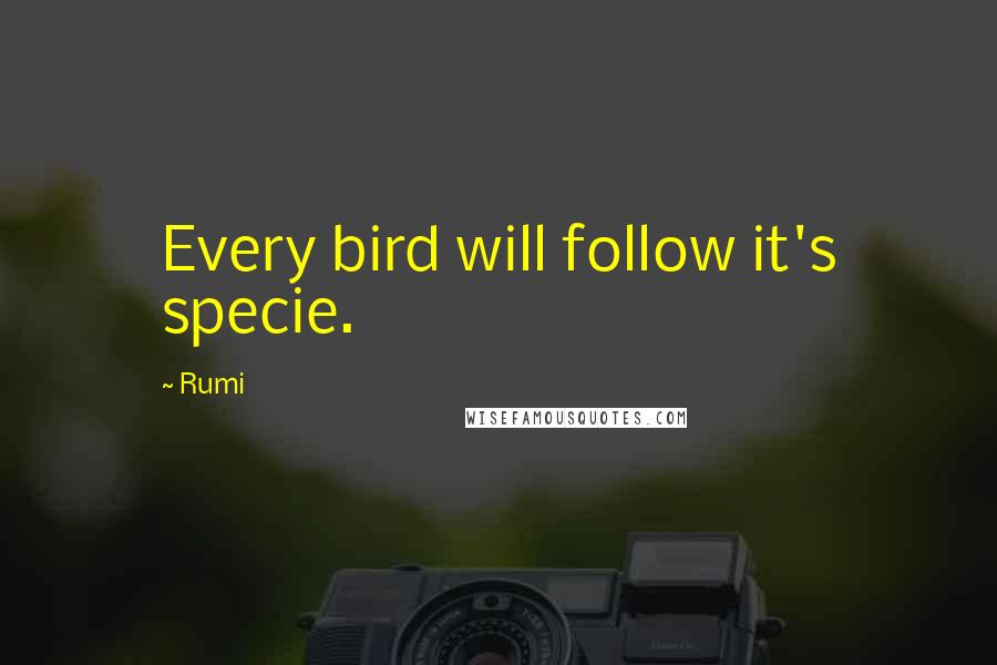 Rumi Quotes: Every bird will follow it's specie.